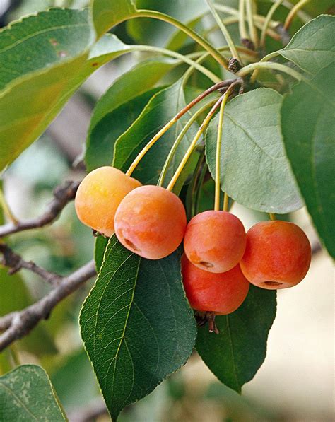 19 Berry-Producing Plants That Will Attract Birds to Your Yard