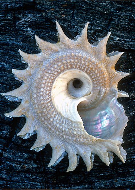 Shells are Swell: Beautiful Examples of Seashell Photography