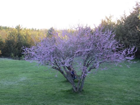 Purple Cherry Tree in spring. | Beautiful tree, Mother nature, What a ...