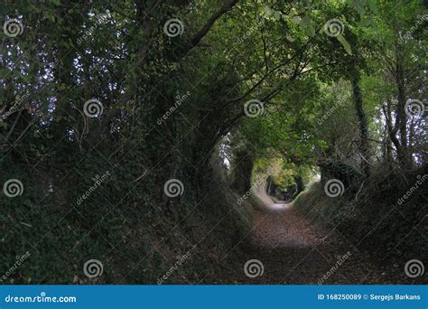 Halnaker tree tunnel stock image. Image of walking, green - 168250089