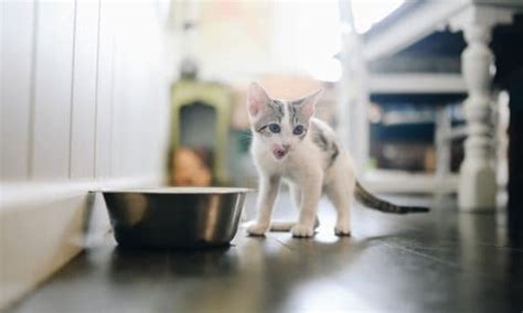 Switching from Kitten Food to Cat Food: When & How to Do It | BeChewy