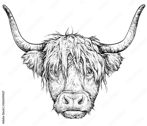 Realistic sketch of Scottish highland Cow, black and white drawing ...