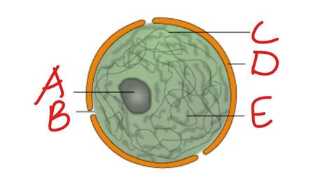 Cell nucleus diagram Diagram | Quizlet