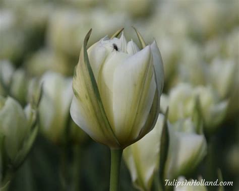 Tulip colors - Tulips in Holland