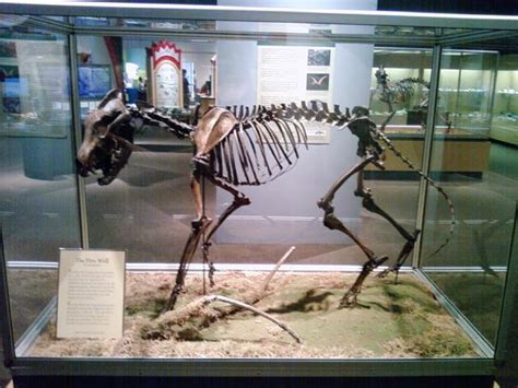 Dire Wolf Skeleton by Kirazi on DeviantArt