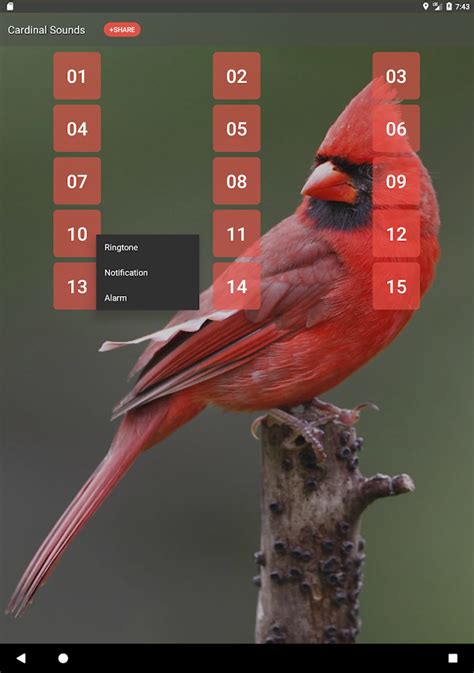 Cardinal bird sounds - Android Apps on Google Play