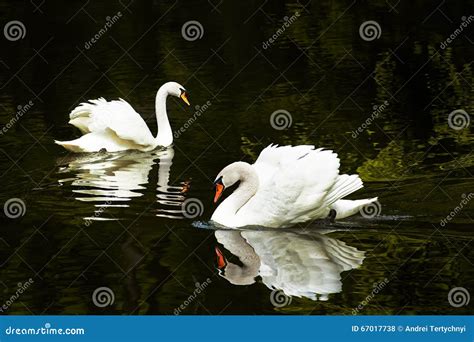 Two swans on lake stock photo. Image of beauty, color - 67017738