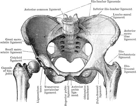 Pelvic Joints Seen from Front | ClipArt ETC