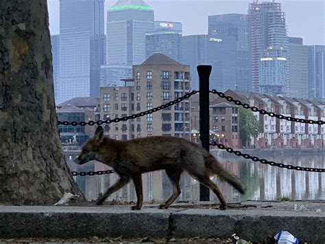 Urban Foxes on the Prowl: Urbanization Leads to Differences in Red Fox ...