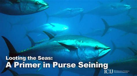 Looting the Seas: A Primer in Bluefin Tuna Purse Seining - YouTube