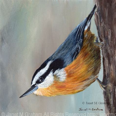 Red Breasted Nuthatch by Janet Graham, Acrylic, 5inches x 5inches | Nuthatch, Bird drawings ...