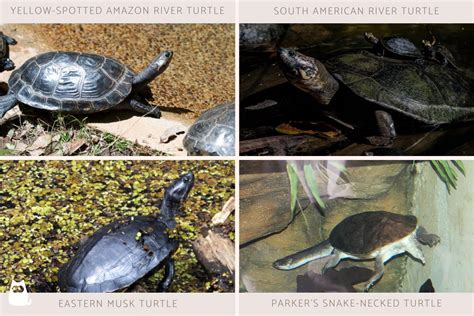 15+ River Turtle Species Types With Photos