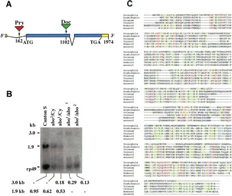 The abo gene structure. (A) Genomic organization of the abo locus. The... | Download Scientific ...