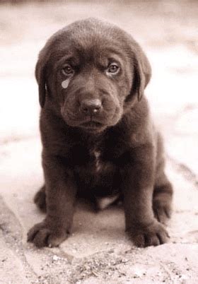 Crying Dog GIFs - Find & Share on GIPHY