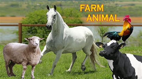 Animais da Fazenda - Nome e som dos Animais da Fazenda - YouTube