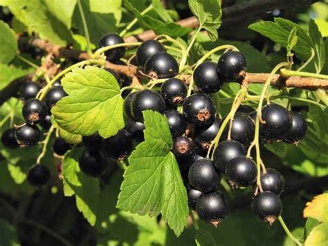 How To Prune Blackcurrant Bushes The Right Way: A Quick Guide - The Small Town Homestead