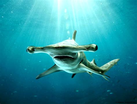 Hammerhead Shark Pictures | Mega Wallpapers