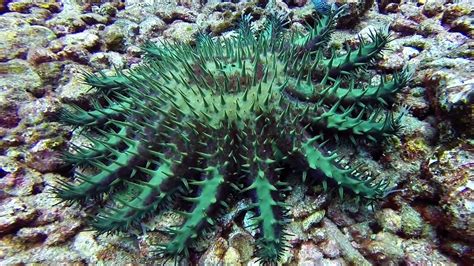 Crown of Thorns Starfish On The Move in Lanai Hawaii - YouTube