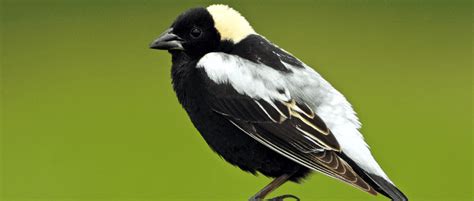 Bobolinks reliance on rice raises new concerns | THE WILDLIFE SOCIETY