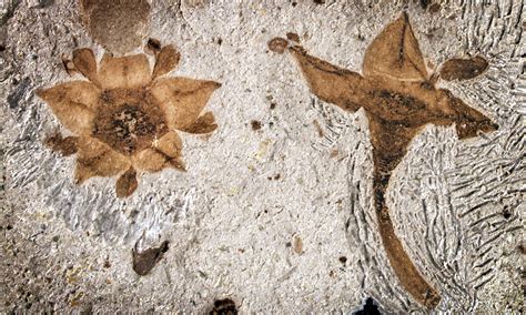 18+ Types Of Plant Fossils - AndersonNasser