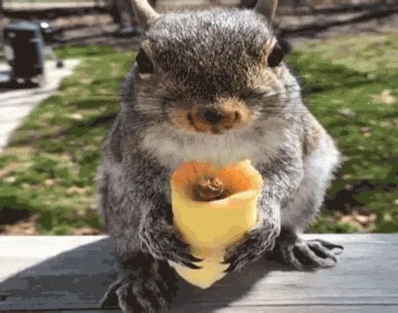 Squirrel Burrito GIF - Squirrel Burrito Ardilla - Discover & Share GIFs