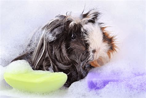 How to Bathe A Guinea Pig – Do They Even Need Baths? - Guinea Pig Site