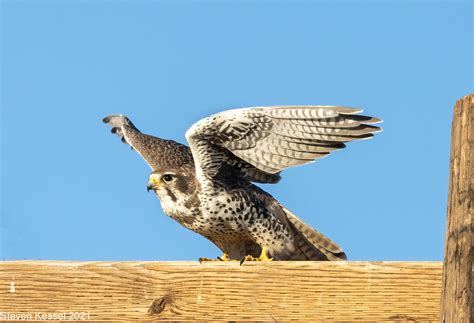 Prairie Falcon — Becoming Airborne – Sonoran Images