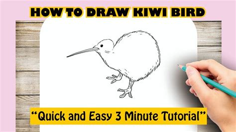 How to draw KIWI BIRD - YouTube