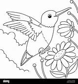 Hummingbird Animal Coloring Page For Kids Stock Vector Image & Art  Alamy sketch template