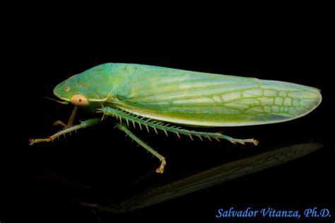 Hemiptera-Auchenorrhyncha-Cicadellidae-Gyponana-Leafhoppers (F) - Urban ...