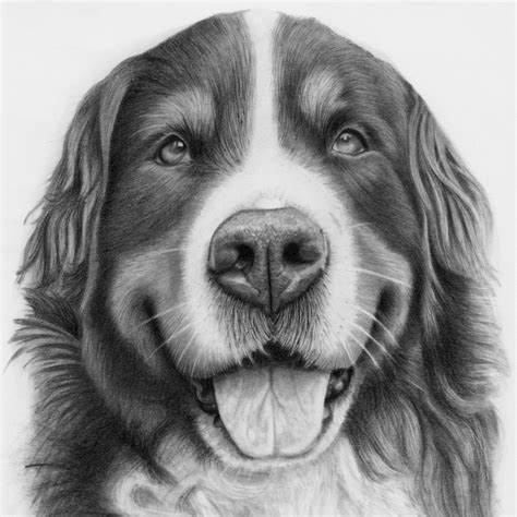 Pencil Drawing Pet Portraits - pencildrawing2019