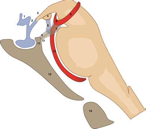 Schematic drawing of the dorsum sellae, floor of third ventricle, brain... | Download Scientific ...