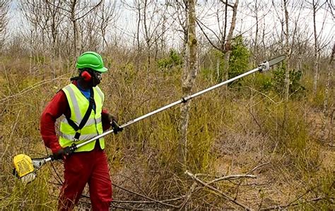 Better Globe Forestry paves way for mechanization, for higher ...