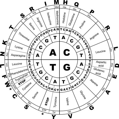 Dna Amino Acid Chart