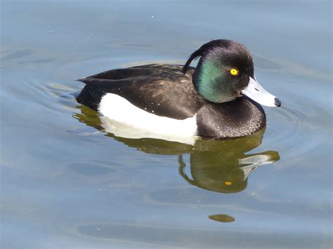 Tufted Duck | Audubon Field Guide