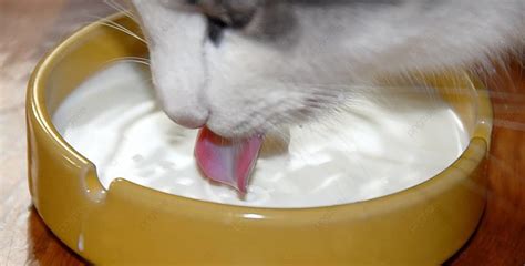 Cat Drinking Milk Face Drink White Photo Background And Picture For Free Download - Pngtree