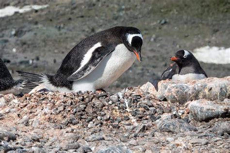 What Does Penguin Taste Like? Does Penguin Taste Good? | EatDelights