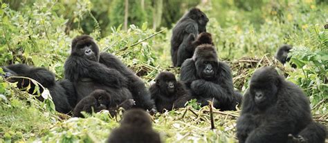 Exclusive Travel Tips for Gorilla Trekking in Rwanda