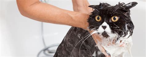 4 Proven Cat Bathing Tips | Hartz