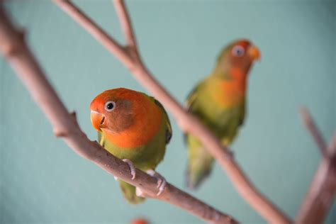 Lovebirds Bird Species Profile