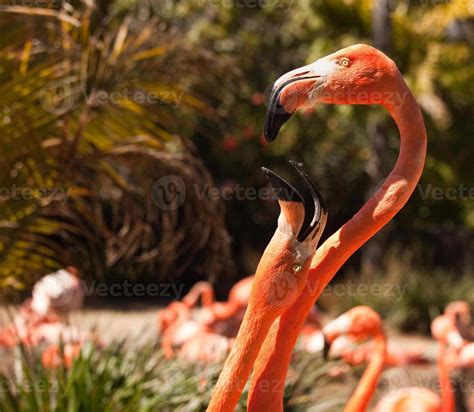 Beautiful Flamingos Mating Ritual 16306481 Stock Photo at Vecteezy