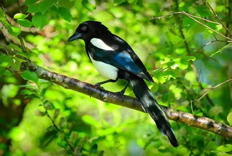 5 Magpie Symbolism – Did you See or Dream with a Magpie? 【 2021