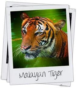 Full Malayan Tiger Information | Project Endangered Tigers