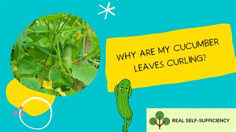 Why Are My Cucumber Leaves Curling? And What to do About It - Real Self-Sufficiency