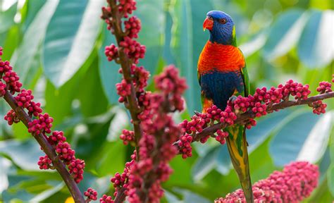 Rainbow Lorikeet :: Behance