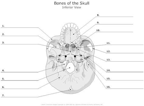 Genial Unlabeled Skull Diagrams