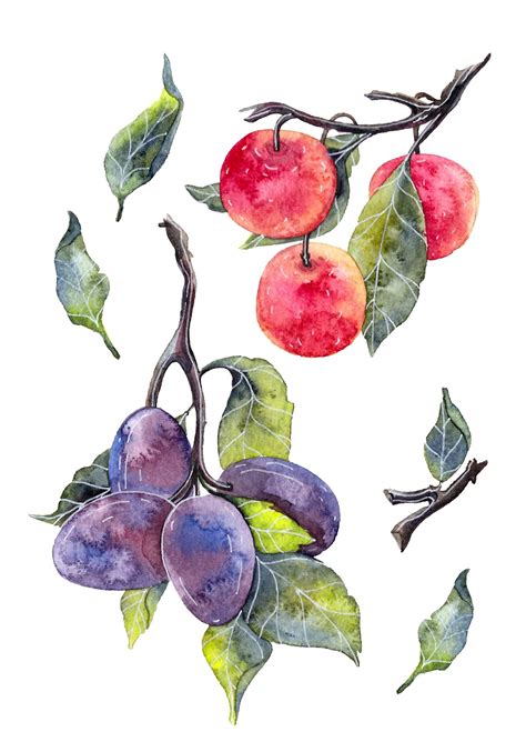 Fruit of the tree | Art tutorials watercolor, Talenthouse, Botanical illustration