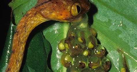 Tadpoles Hatch Super Fast to Avoid Getting Eaten -- Science of Us