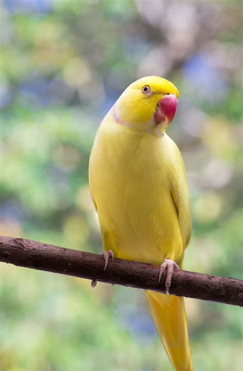 26 best Rose-ringed Parakeet images on Pinterest | Budgies, Parakeets ...