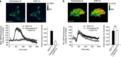 Cytochalasin D prevents the IC87114-mediatd secretory vesicle... | Download Scientific Diagram